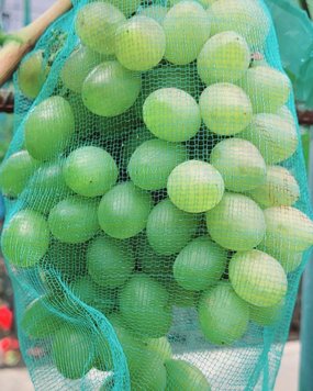 Сітка для захисту винограду 2 кг (22*33см) 50шт/уп, зелена 30602 фото