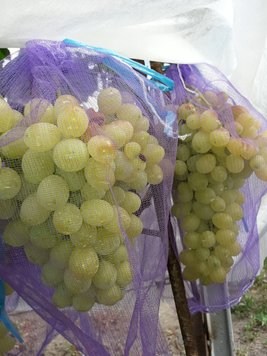 Сетка для защиты винограда 5 кг (28*40см) 50шт/уп, фиолетовая 30612 фото